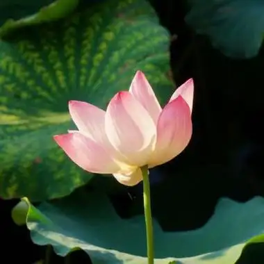 女生微信头像老气 微信头像高清_布阁拉