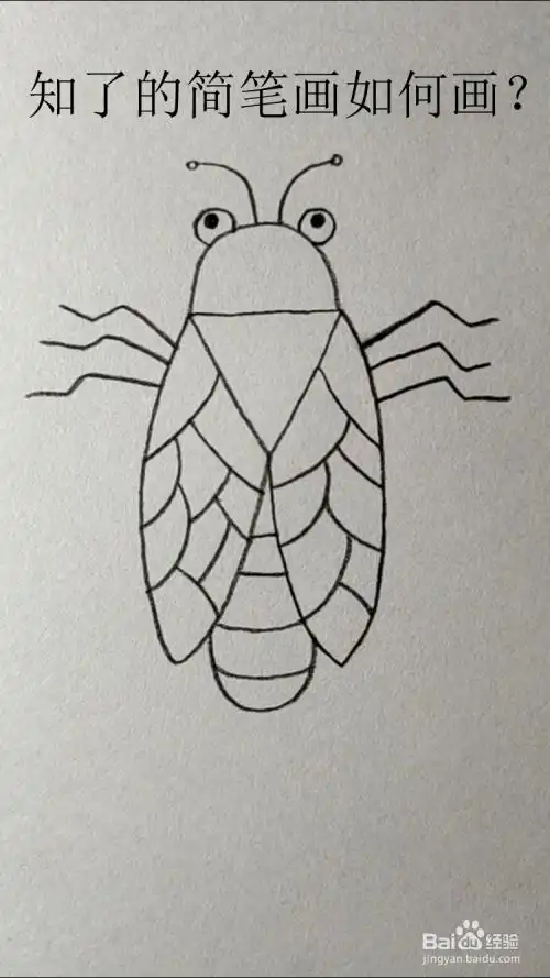 知了的简笔画如何画?