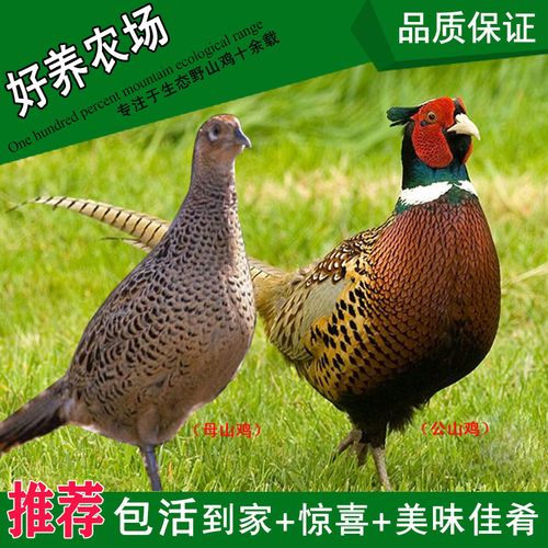 七彩山鸡 农场生态散养公母野山鸡 老鸡肉野土鸡蛋 包邮 包活到家