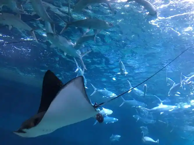 【携程攻略】深圳小梅沙海洋世界景点,海洋世界适合带孩子一起玩,里面