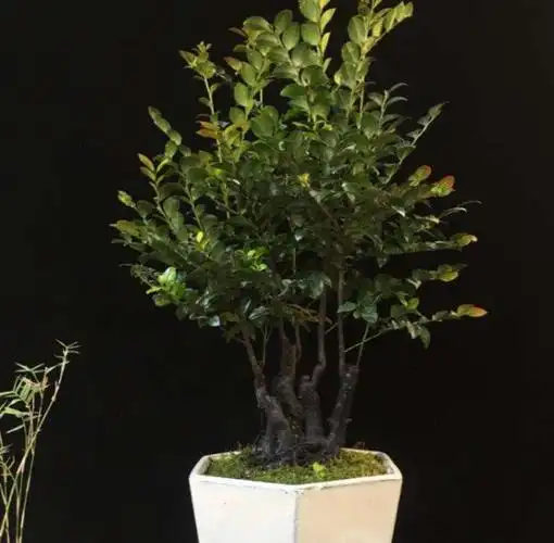 家中养殖小叶紫檀盆景能够旺财,但是要掌握养殖的方法才能可以