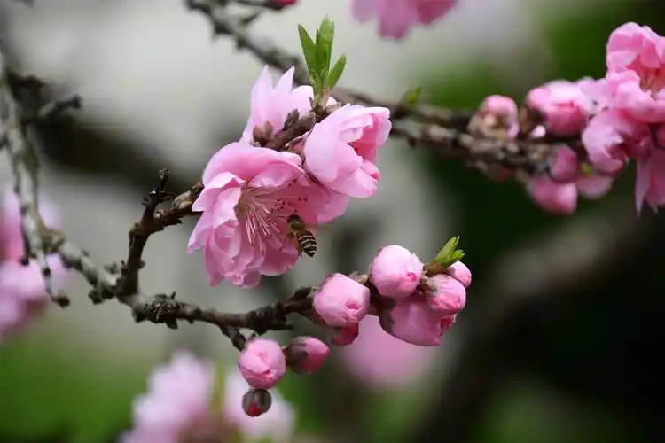 黄山:遍地金黄油菜花 逍遥溪旁桃花开