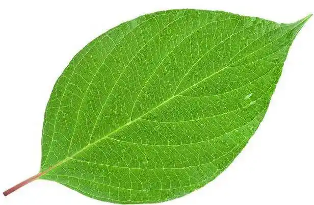 情感测试:三片落叶,哪一片最唯美,测你50岁是怎样的生活!