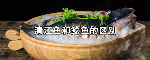 清江鱼和鲶鱼的区别