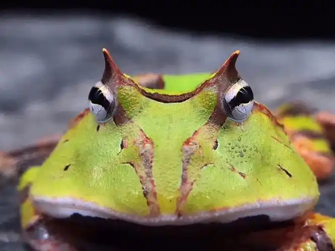 绿霸王角蛙,450元