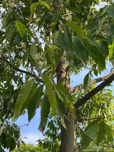 一树白兰花, 一一记东泰老年大学演讲比赛