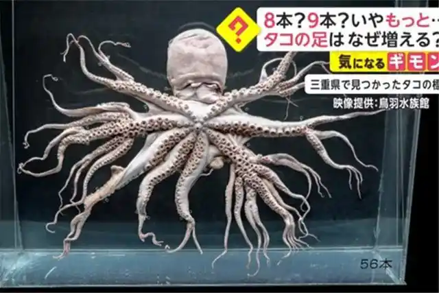 日本沿海出现"变异章鱼"?福岛核辐射威力仍在,会影响我们吗?