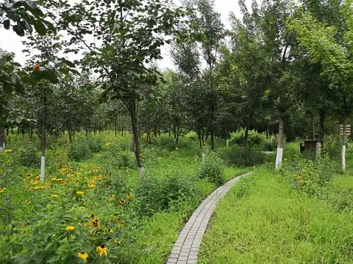 中关村森林公园