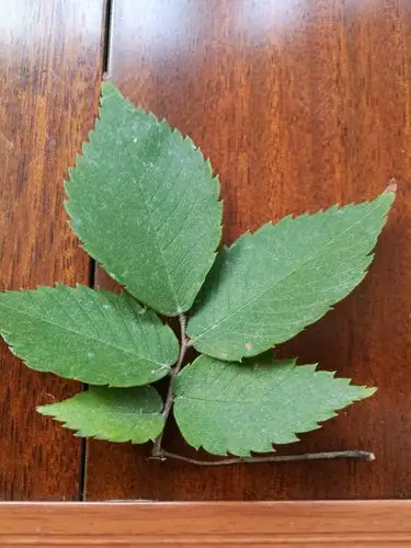 其它 三种榉树辨识技巧 写美篇 大叶榉.二级保护植物.