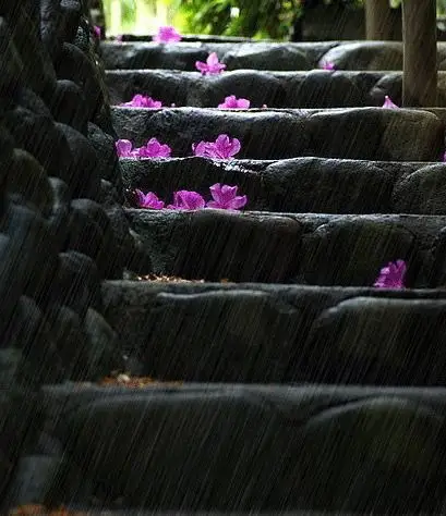 落花纷飞一地殇