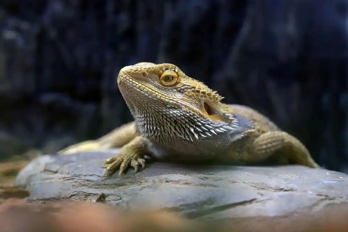 鬃狮蜥 可食用食物简述 73昆虫类:蟋蟀,杜比亚蟑螂,蚂蚱,面包虫