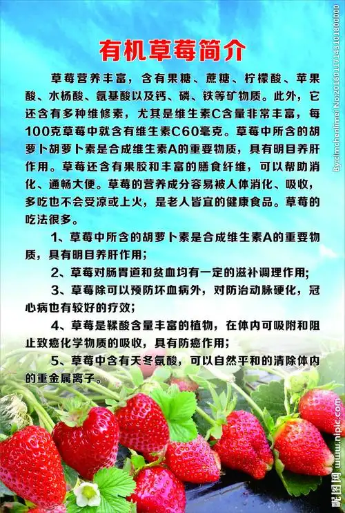 草莓简介图片