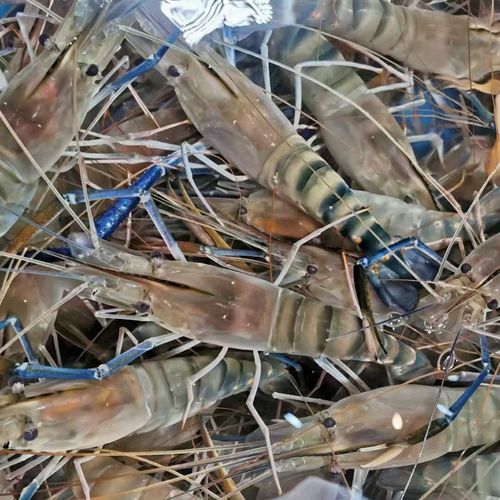 500g北京闪送新鲜鲜活罗氏大头虾金钱沼虾活虾活虾