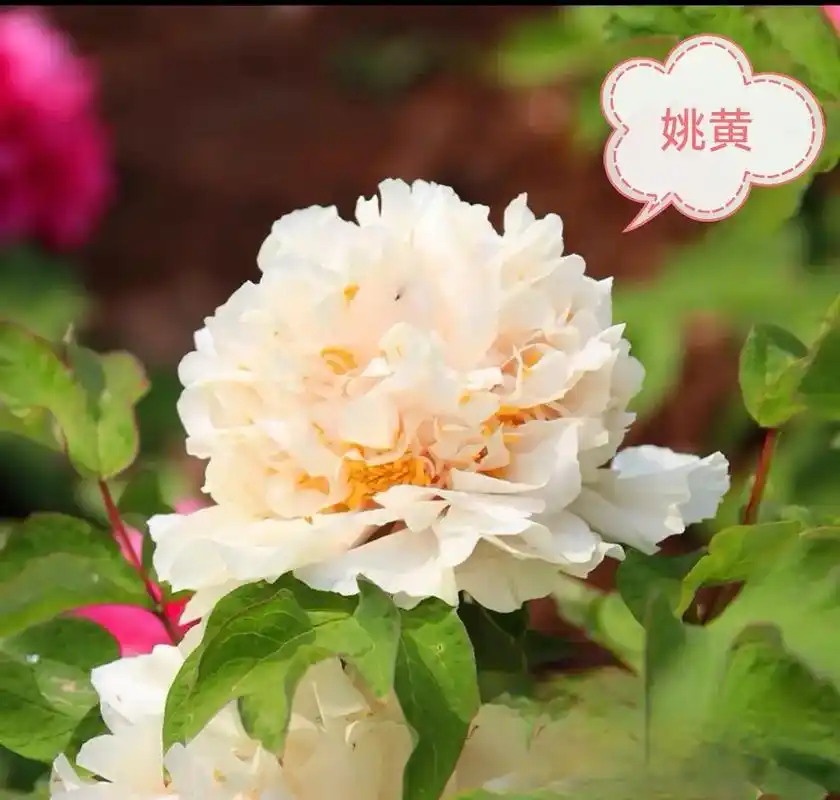 牡丹四大名品#荷包牡丹#黑花魁.姚黄﹣﹣四大名品之一,被尊为 - 抖音