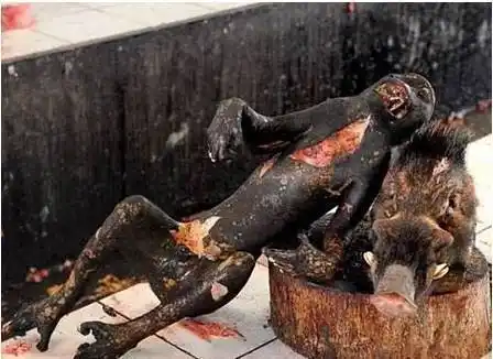 这道菜叫"从头开始",哀怨的眼神这真的是给人吃的?