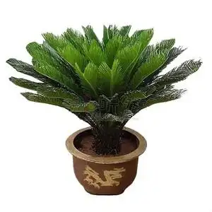 铁树植物室外大型盆栽小s苗庭院门口好养耐寒苏铁绿植花卉四季常