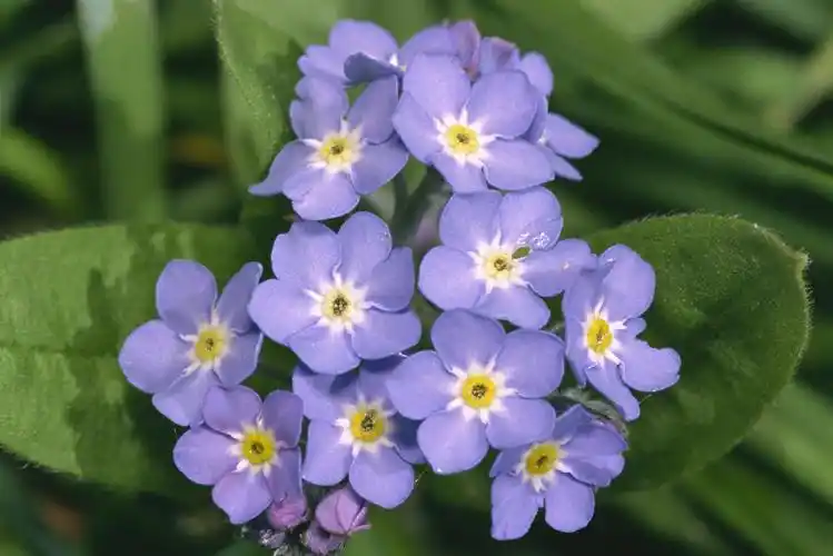 勿忘我 - 花百科