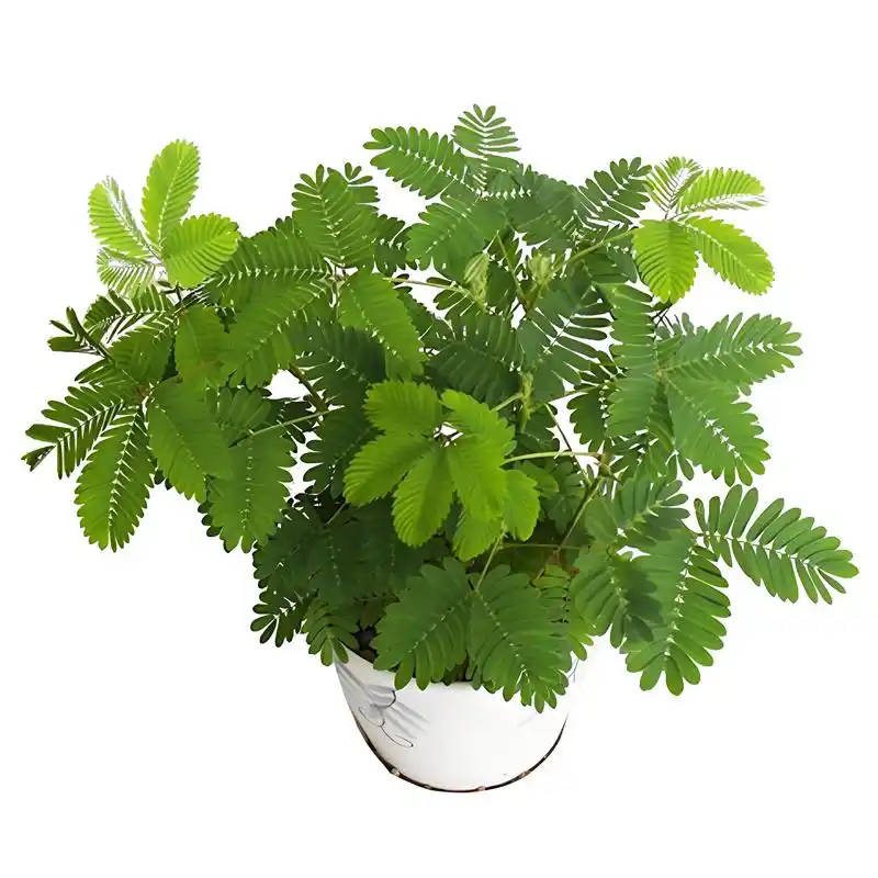 含羞草的气味是怎样的,含羞草的气味闻多了会怎样?