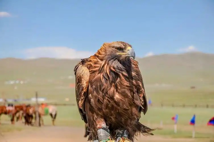 蒙古鹰