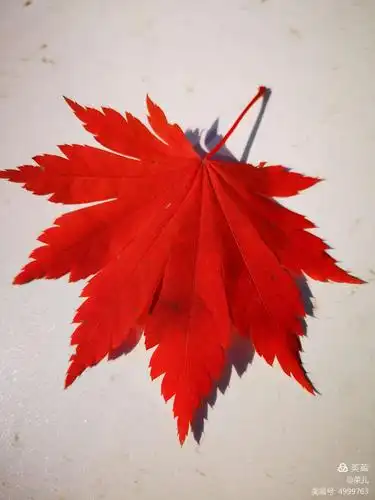 枫叶染红了秋天