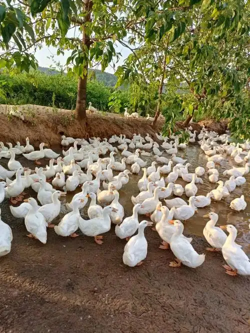 鸭子咳嗽怎么办鸭咳嗽是怎么回事