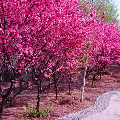 梅花树苗傲雪红梅别墅庭院高杆原生榆叶梅绿化风景树美人朱砂耐寒