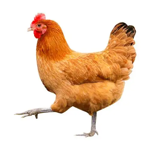 苏北新鲜散养农家老母鸡土鸡走地鸡鲜活现杀真空包装保鲜发货批发