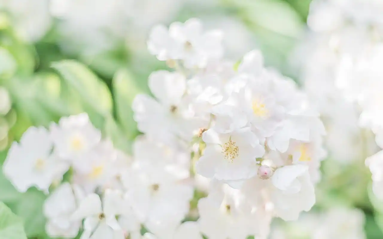 绿色唯美小清新植物图片壁纸_植物壁纸_壁纸下载_美桌网