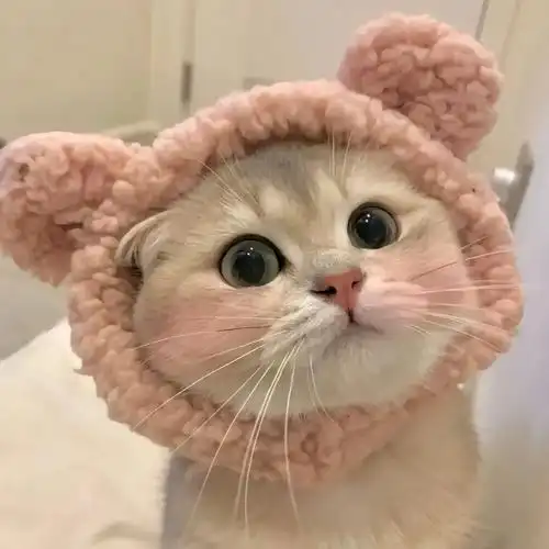 猫咪头像  喵~ 各位铲屎官们,我来分享一些超级可爱的微信猫咪头像啦!