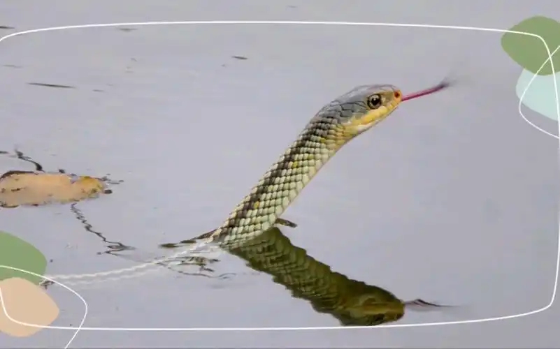 遇见一条小水蛇它有点可爱