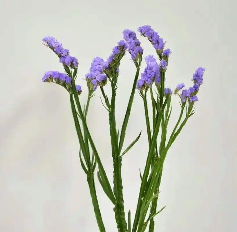 勿忘我(白花丹科)   勿忘我与满天星相似,质感蓬松,体量感 - 抖音