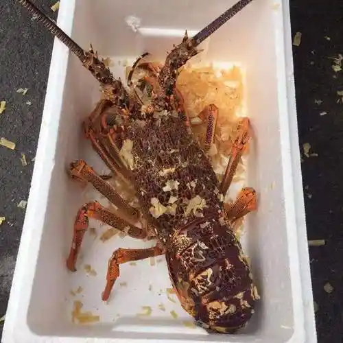 澳洲红龙速冻大花龙青龙澳洲大龙虾550g-5000g一只规格