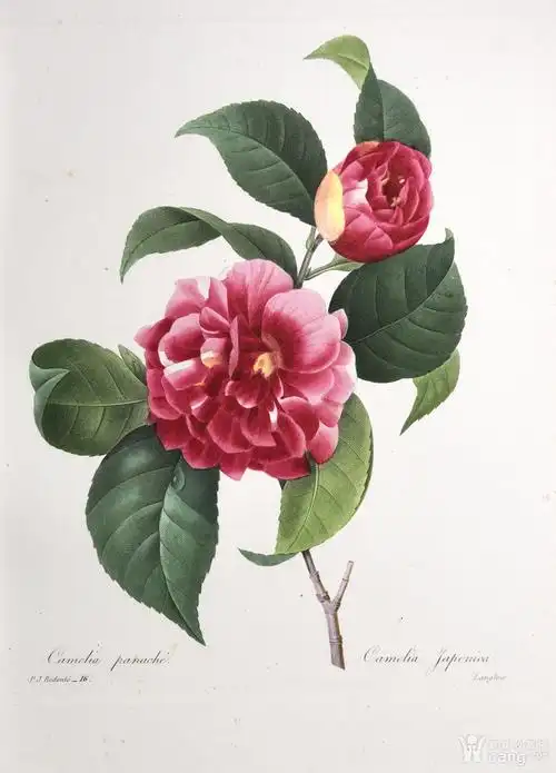 欧洲艺术大师蕾杜德花卉圣经1827年原版铜版画日本山茶