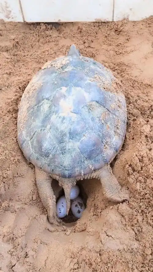 乌龟妈妈产卵了,好不容易才拍到的