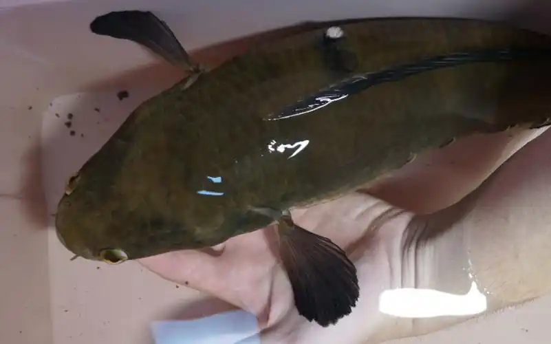 黄魔神雷龙搬新家