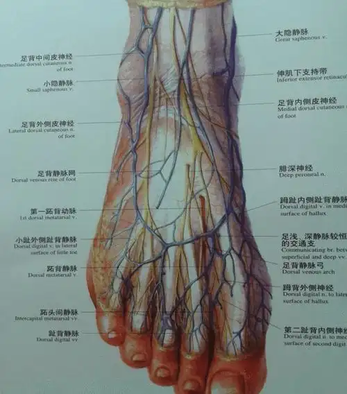 值得收藏 | 踝关节解剖分析(高清图文详解)|肌腱|腓骨|胫骨|关节面