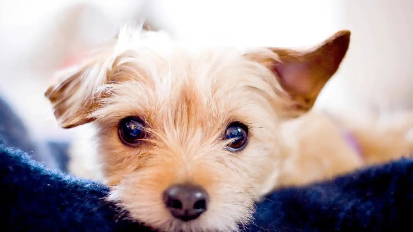 可爱萌宠汪星人治愈系高清桌面壁纸高清大图预览1920x1080_动物壁纸下