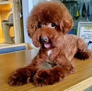 000人付款淘宝重庆纯种泰迪幼犬小活体长不大茶杯宠物狗灰红黑香槟色