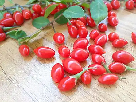 摘枸杞图片_摘枸杞图片大全_摘枸杞图片素材