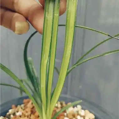 蕙兰新品1青蓝线中透艺15苗未见花