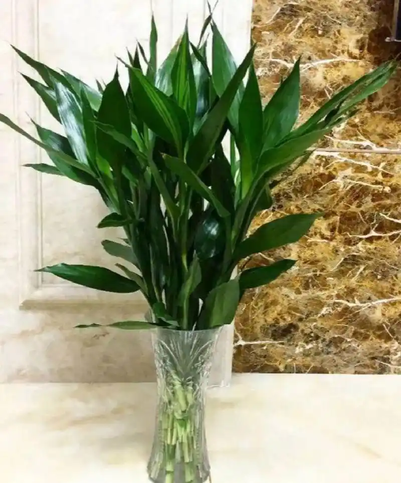 吉祥植物‖"花开富贵,竹报平安"的富贵竹 富贵竹是天门冬科,龙血树属