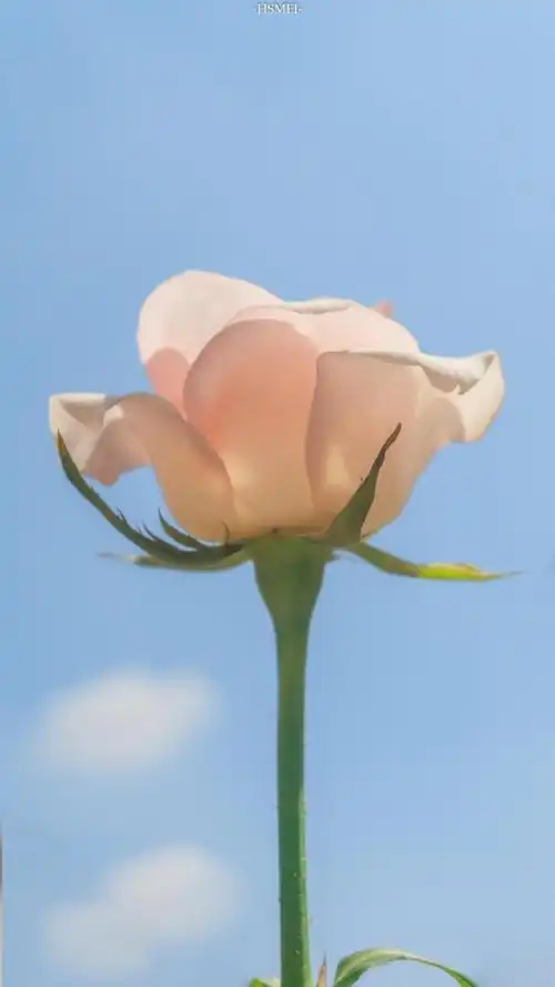 清新淡雅浪漫月季花