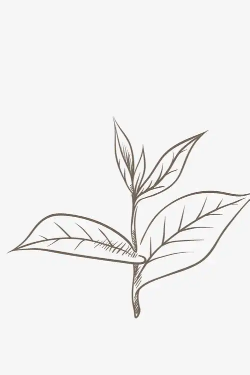 干茶叶怎么画法(干茶叶怎么画法好看)