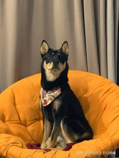 中华田园犬中的四眼狗是什么犬类