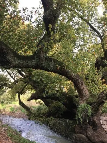 "同走家乡美景,助力乡村振兴"—横溪乡贤开展家乡行活动
