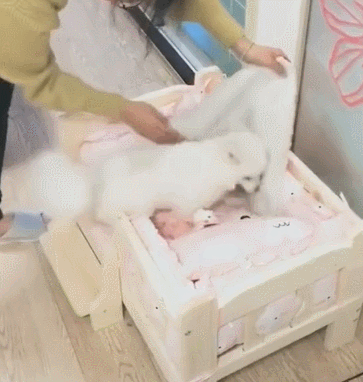 主人一喊上床睡觉,小狗听后躺下,盖上小被子!