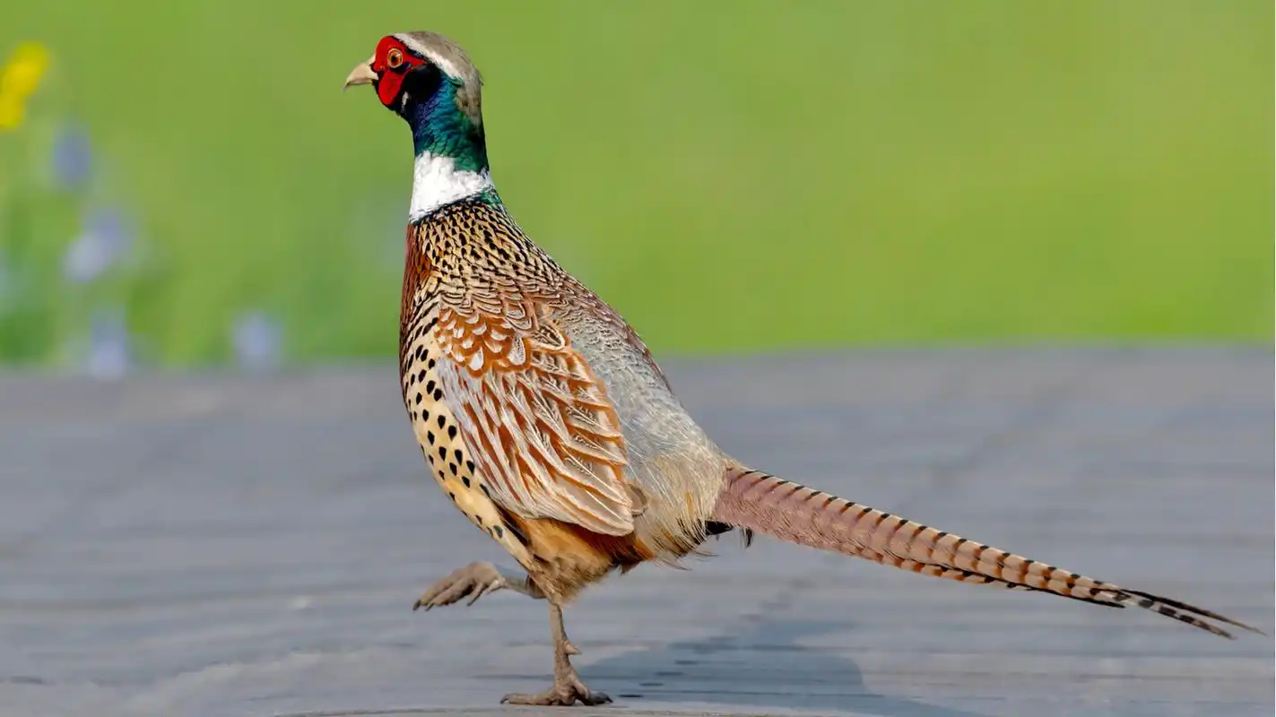 环颈雉 别名野鸡,山鸡 拍摄地点:哈尔滨 图1一图8为雄鸟,图9为雌鸟.