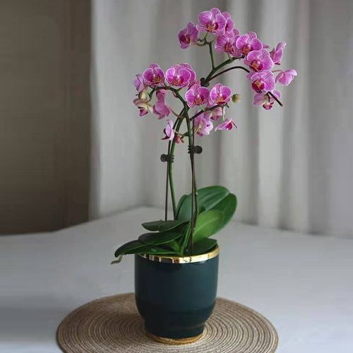 亮面镀金蝴蝶兰花盆轻奢风小盆栽植物高脚陶瓷花盆批发装饰礼品