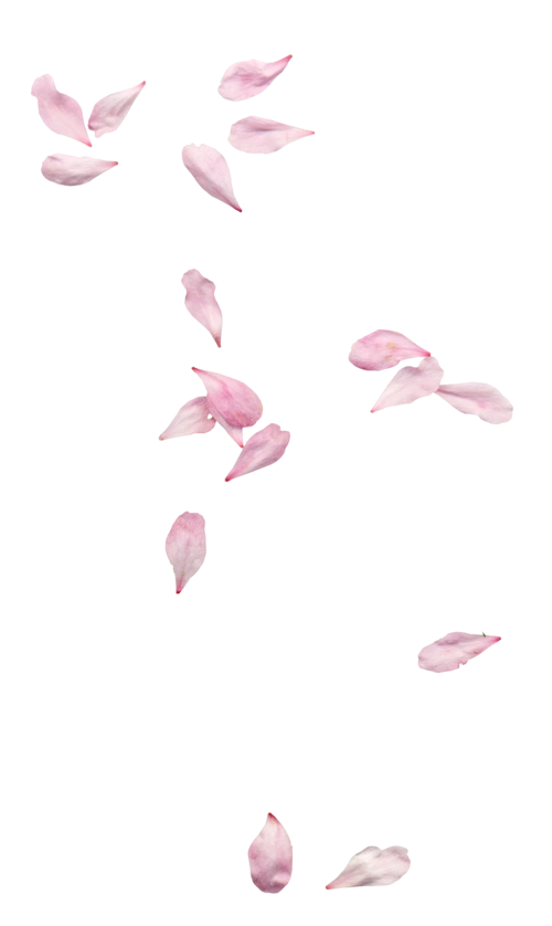 粉色花瓣漂浮元素图片大全