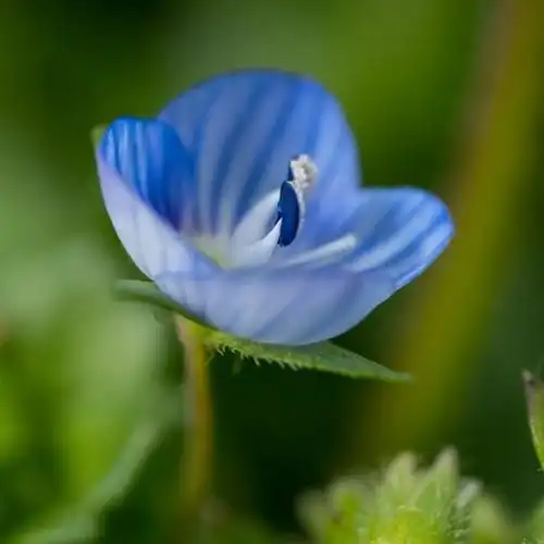小清新花草头像绿色唯美的勿忘我做头像太美了